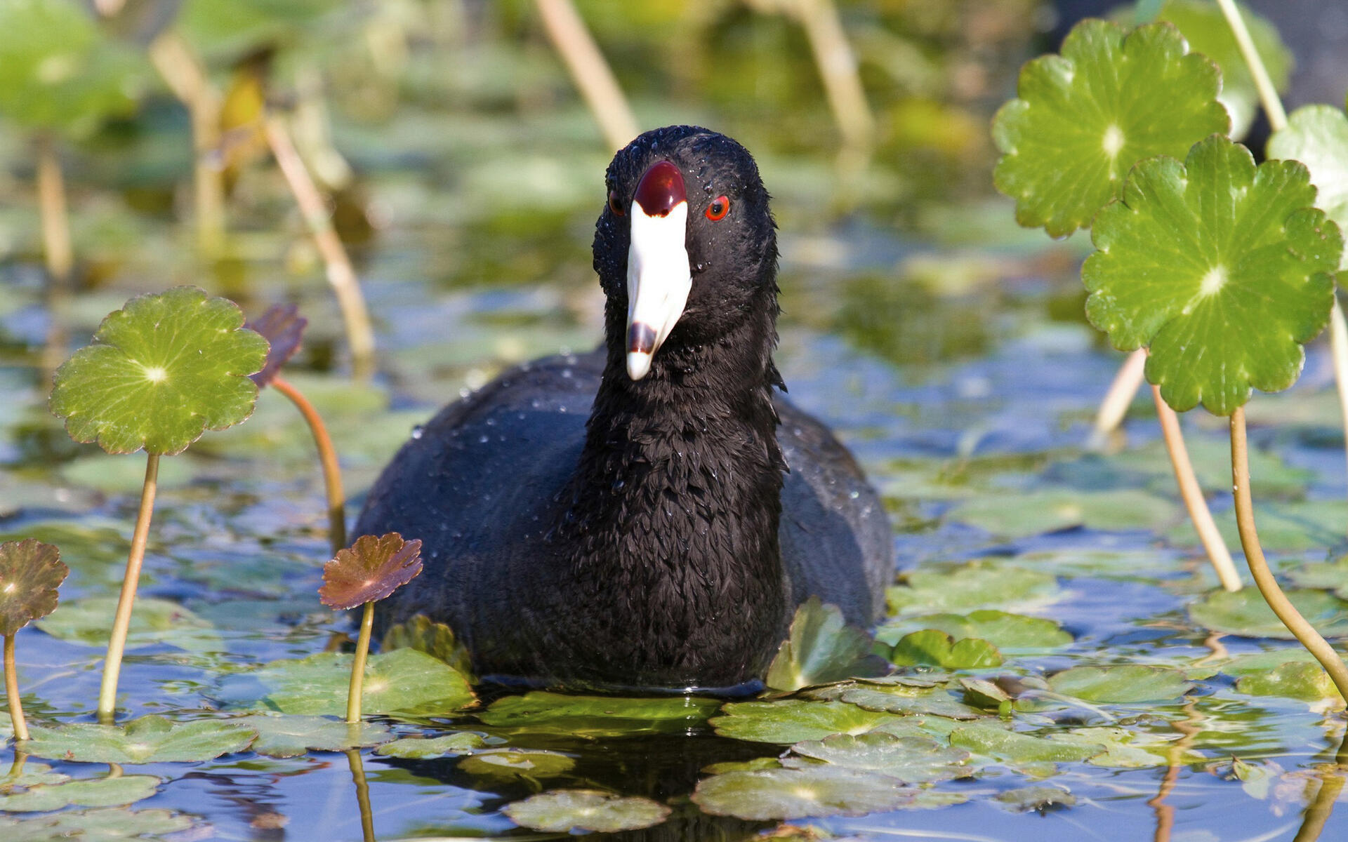 American Coot Audubon Field Guide